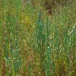 lowSalicornia