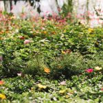 piante-verdi-in-serra